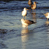 Gaviota Cáspica para comenzar el año