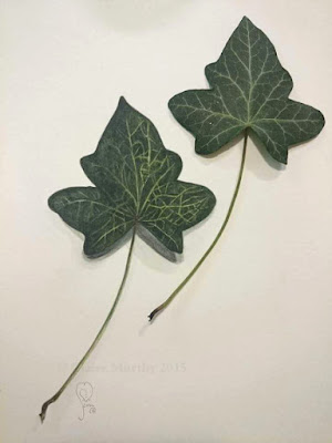 Botanical watercolours for wildlife. Watercolour ivy leaf. Watercolour Art Blog.