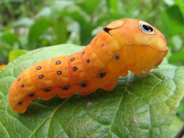 Spicebush Swallowtail Caterpillar