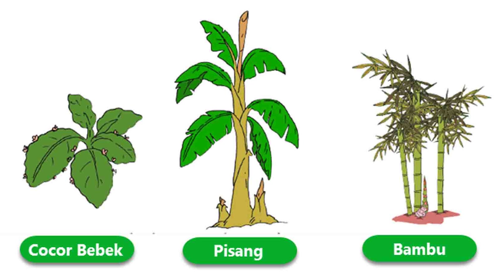 Contoh Tumbuhan  Yang Berkembang  Biak  Dengan Cara  Akar 