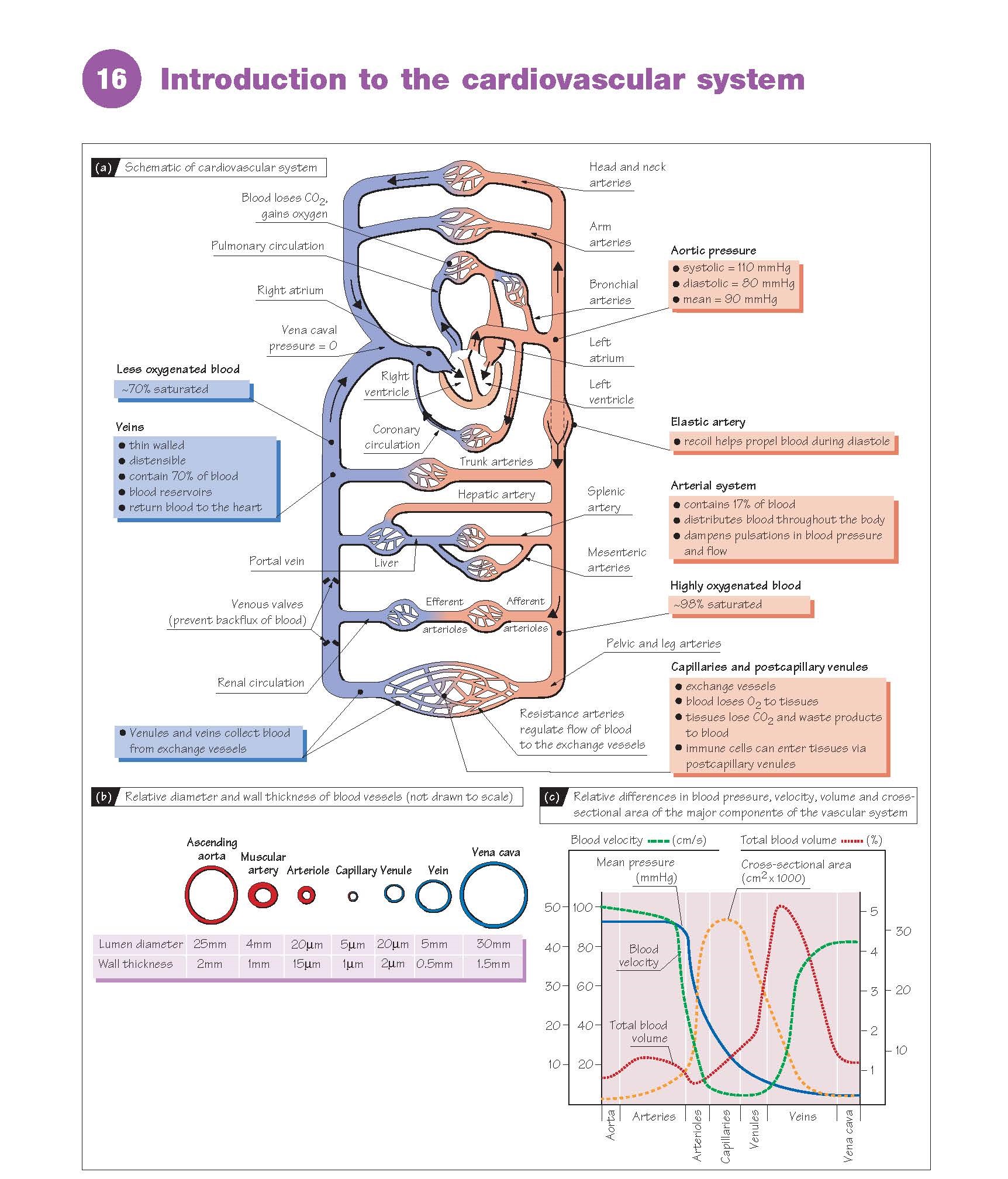 Introduction To The Cardiovascular System