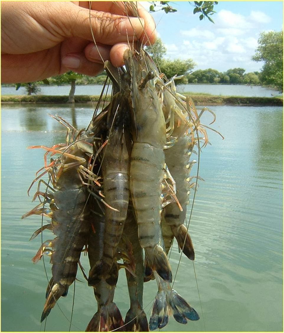 MERAWAT IKAN CUPANG HIAS JAWARA