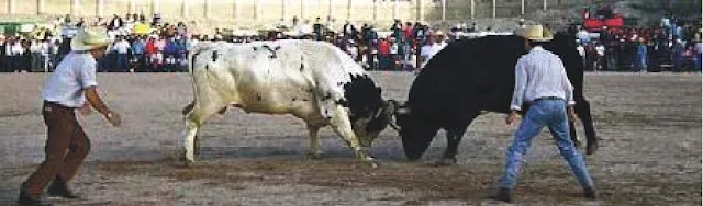 Pelea de toros por entretenimiento en Arequipa, Perú