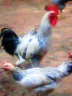 Ayam Gaok merupakan salah satu ayam lokal asli Indonesia dari tanah Madura