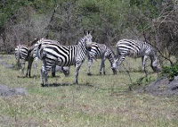 2 days Lake Mburo national park tour, tour lake mburo national park, safari to Lake Mburo National Park. wildlife in Lake Mburo national park, Uganda wildlife viewing, Uganda game viewing, Mihingo Lodge, Archadia Lodge, Rwonyo Camp, Mantana Lake Mburo park Camp, book accommoddation Lake Mburo national park.