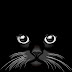 Beautiful Cat Vector To 540x960