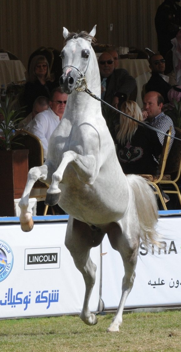 Arabian Horse Festival