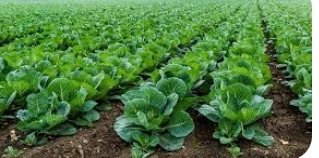 How to Start Vegetable Farming in Nigeria