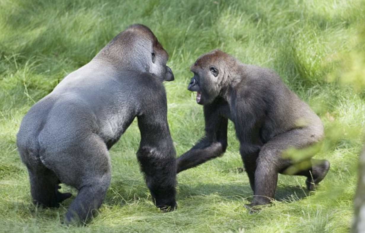 two gorilla