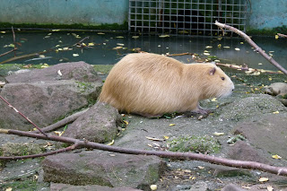   nutria vs muskrat, what