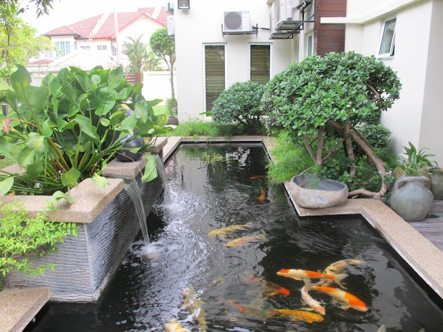 Fish Pool at Home