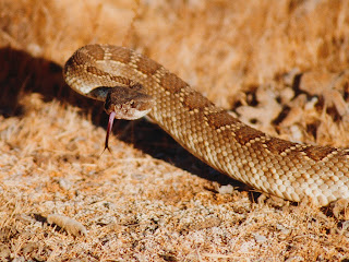 Rattle Snakes Wallpapers