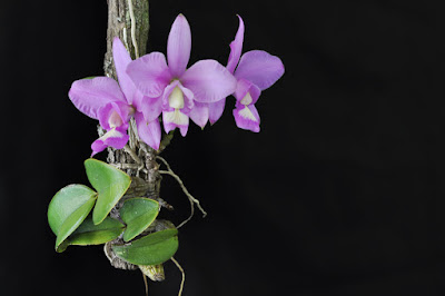Cattleya nobilior orchid plant care and culture