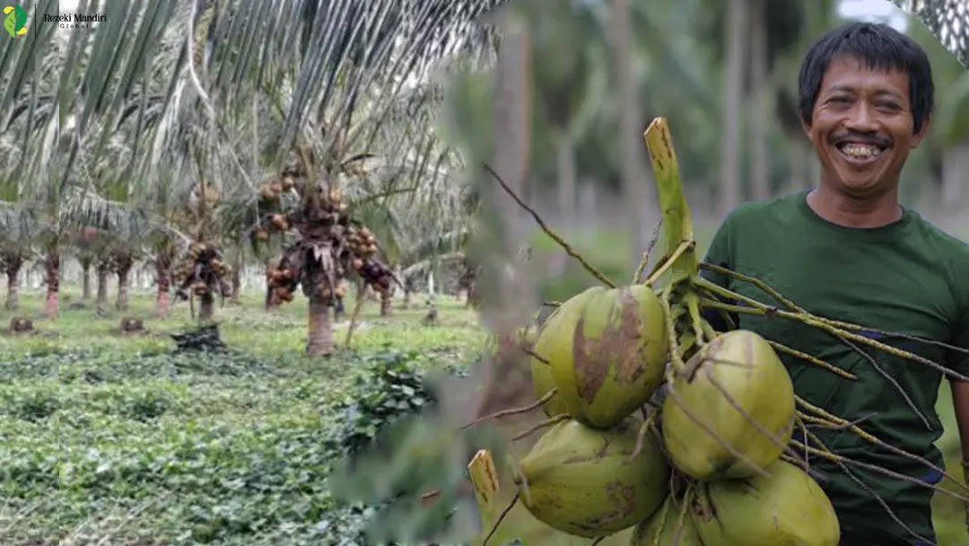 Unveiling the Dynamics of Indonesia's Coconut Industry: Today's Coconut Price, Global Impact, and Economic Insights