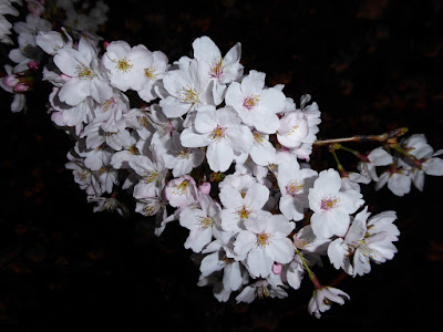 打上川治水緑地 桜のライトアップ（大阪府寝屋川市）