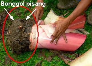  Manfaat bonggol pisang untuk kesehatan