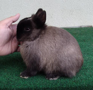 jenis kelinci netherland dwarf