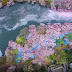Gunung Yoshino  Ikonik Menikmati Pohon Sakura Mekar di Atas Ketinggian