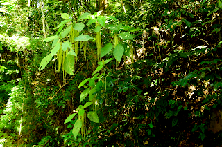 Tropical vegetation along Rio Viejo, Puriscal