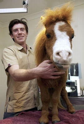 Charming Miniature Horse Koda Seen On www.coolpicturegallery.us