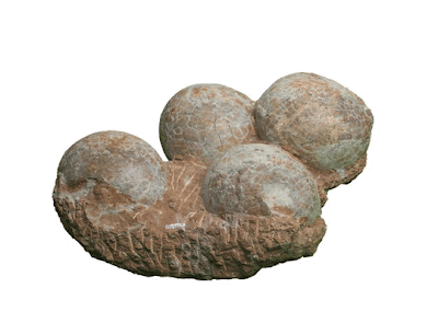 Fossil Dinosaur eggs