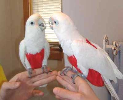 Diapers for parrots