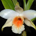 Dendrobium cariniferum - Hoàng thảo xương rồng, nhất điểm hoàng