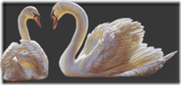 cisnes-buscoimagenes-20_thumb