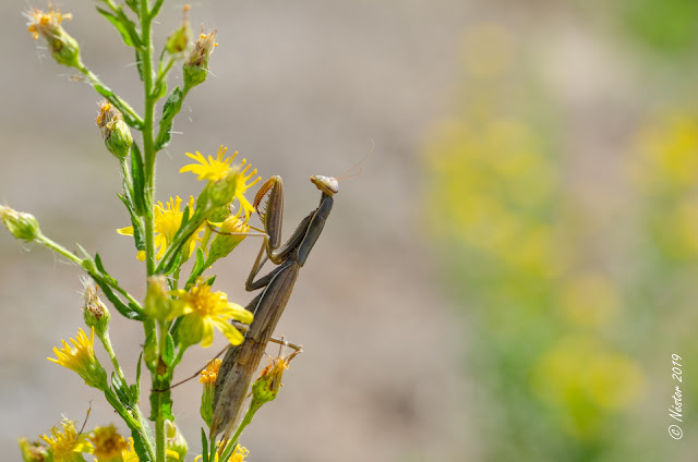 Mantis Religiosa