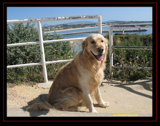 Golden Retriever in Lagos, Algarve