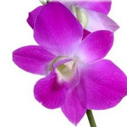 Orchid Flowers