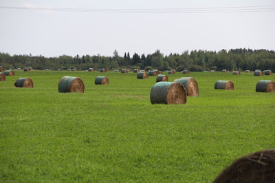 field full of hay bales