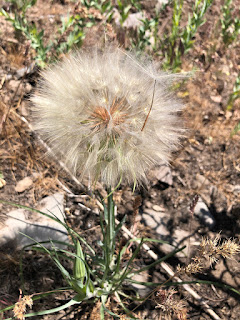 Tragopogon dubium seed head