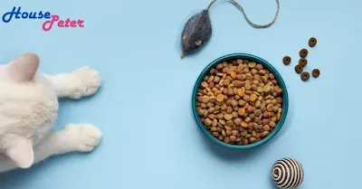 natural balance cat food