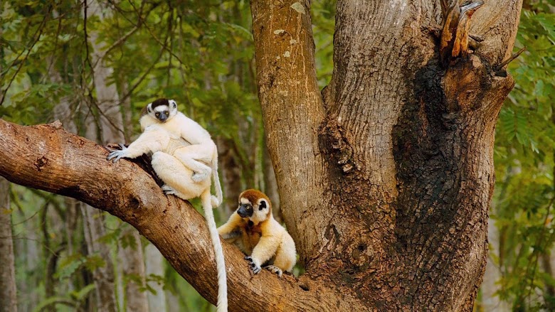Madagascar: L'isola dei Lemuri 2014 film senza limiti