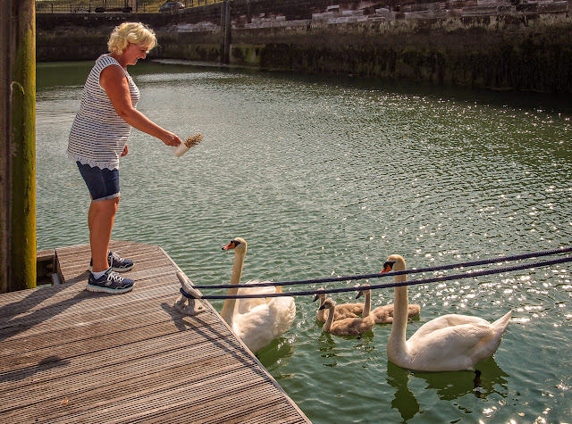 Photo of me feeding the swan family