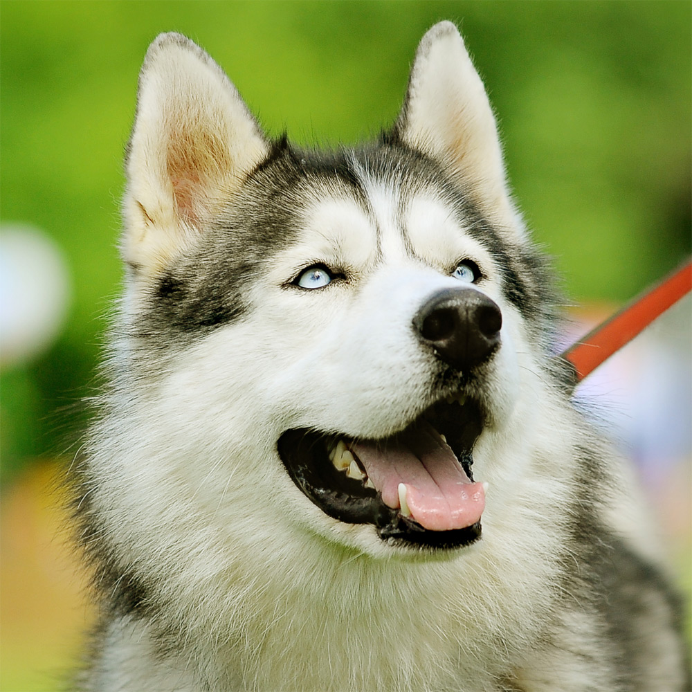 Raças De Cães Husky Siberiano Cachorro Informativo