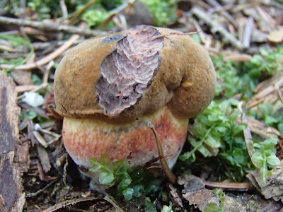 grzyby, grzyby we wrześniu, grzybobranie we wrześniu, borowik ceglastopory, Boletus luridiformis