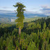 6 Tallest Trees On Earth