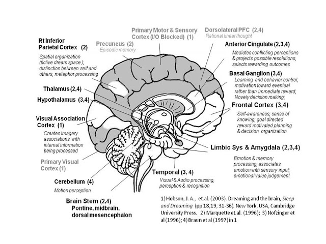 Brain Diagram8