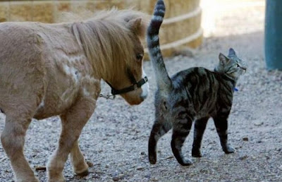 Charming Miniature Horse Koda Seen On www.coolpicturegallery.us