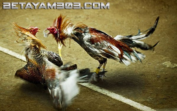 sabung ayam, judi sabung ayam, sabung ayam online, sejarah sabung ayam, adu ayam live, laga ayam pisau, 