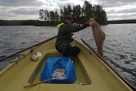 Pelastautumispukuinen henkilö soutuveneessä nostaa vedestä perunasäkkiä