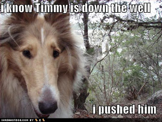 Dog Funny Picture