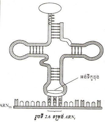 ARN ដឹកនាំ, ARNt, អង់ទីកូដុង, កូដុង,