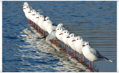 seagulls birds wallpaper