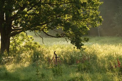 Bildresultat för underbarste sommaräng