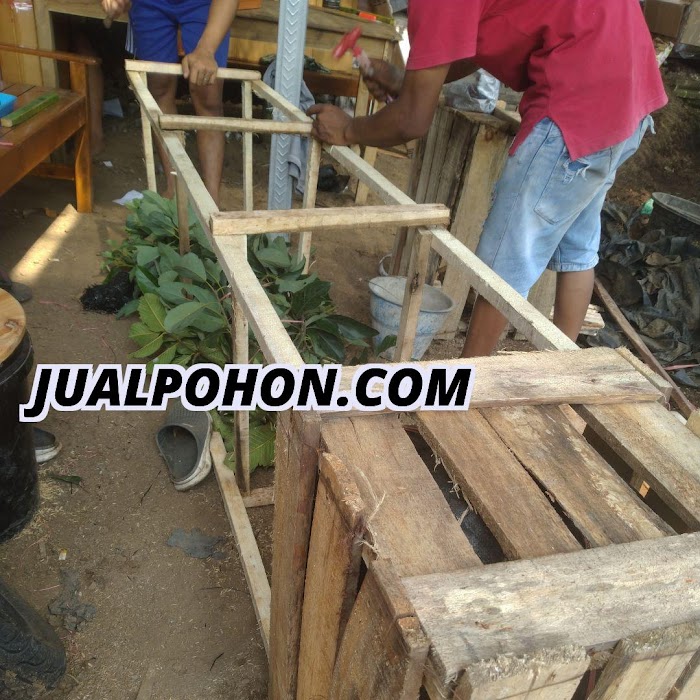 Proses paking bibit tanaman unggul jualpohon.com