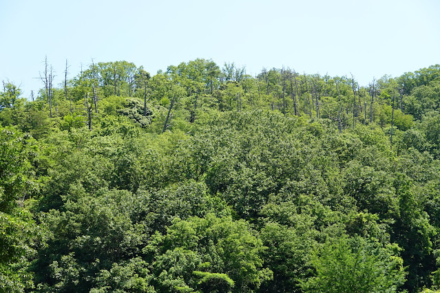 鳥取県西伯郡南部町東上