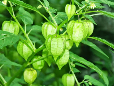  Cimplukan merupakan tanaman kecil yang biasanya dianggap tak memiliki manfaat Manfaat Buah, Daun, dan Akar Cimplukan untuk Kesehatan